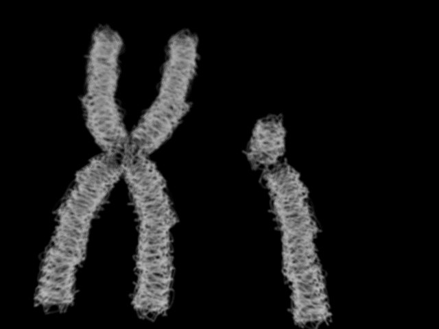 3d Xy Chromosome 2