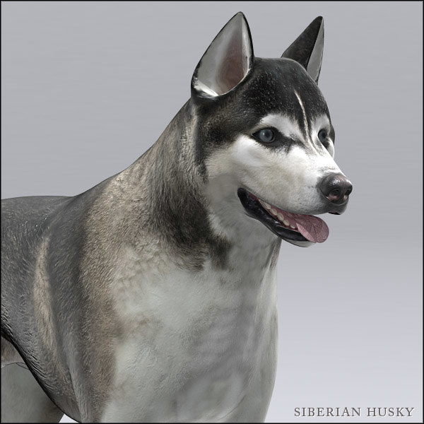 3d siberian husky