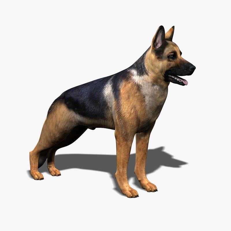 german shepherd 3d model