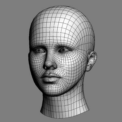 anatomy head 3d model