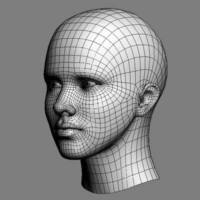 anatomy head 3d model