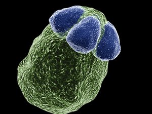 microbe yeast cell 3ds