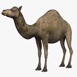 camel 3d max