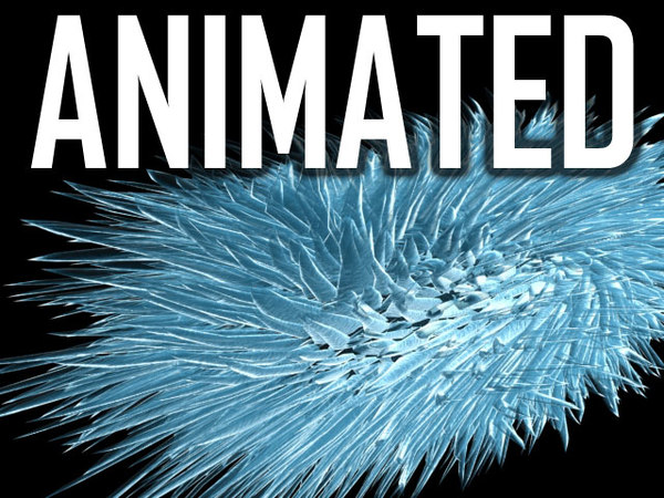 flagellate bacteria 6