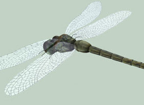 dragonfly 3d 3ds