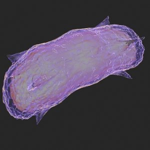 3d bacillus cell micro model