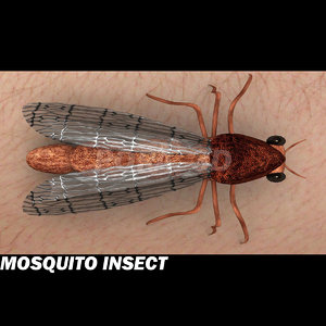 mosquito insect 3d max