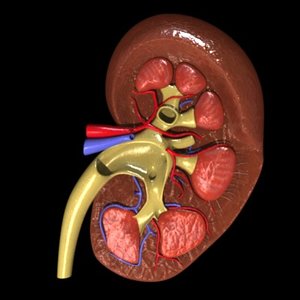 kidney max