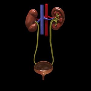 urinary kidney 3d model