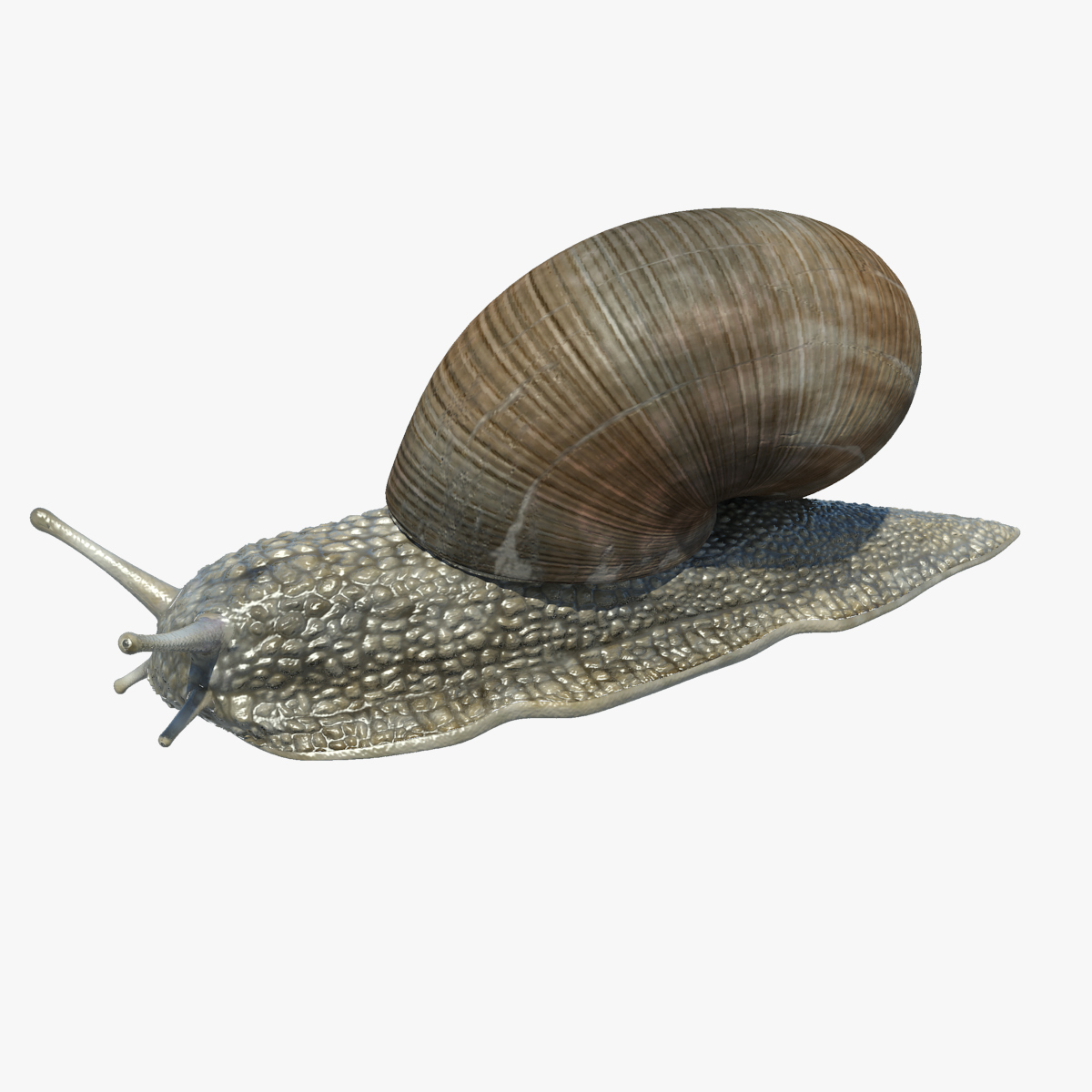 蜗牛(helix pomatia)3d模型