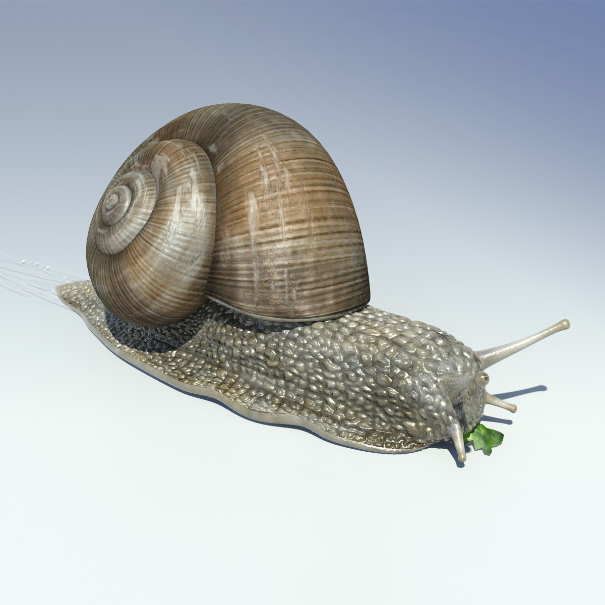 蜗牛(helix pomatia)3d模型