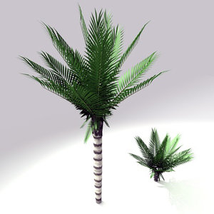 c4d palm tree sago