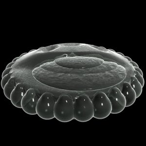 3d diatom
