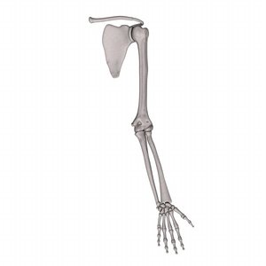 3d human arm bones