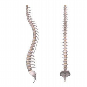 Anatomy Spine 3D Models for Download | TurboSquid