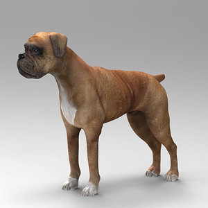 3d model boxer dog