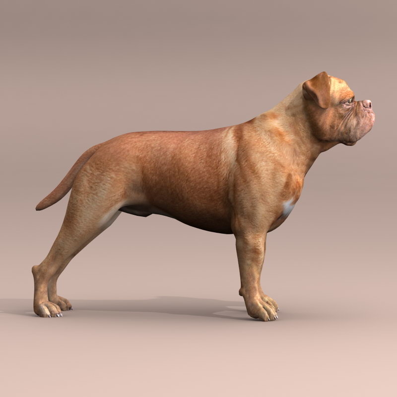 波尔多狗3d模型