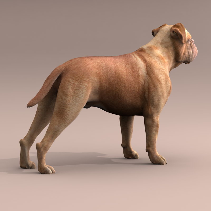 波尔多狗3d模型