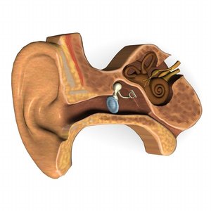 3d model ear anatomy