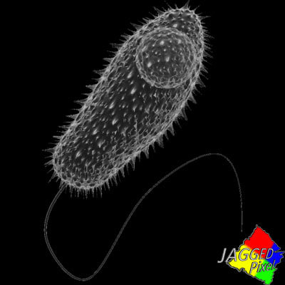 3d Paramecium Protist Protista Model