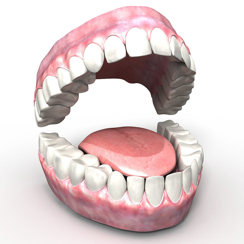 Human mouth. Зуб 3d. Дантист 3d модель. Модель рта.