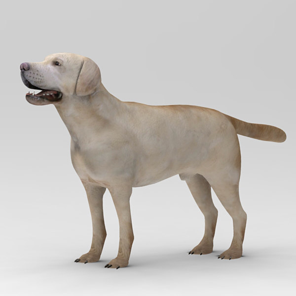 3d model labrador dog