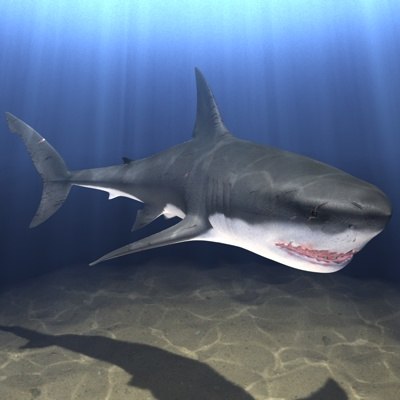 白いサメの3ds3dモデル Turbosquid