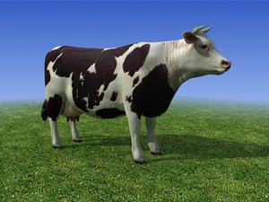cow 3d model