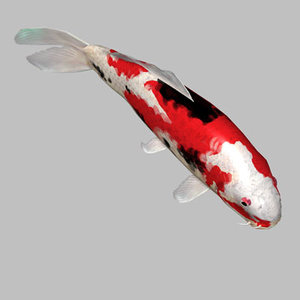 koi fishes 3d model