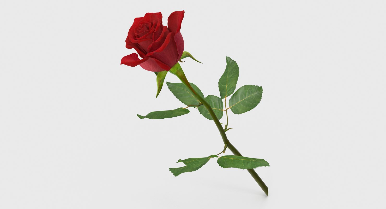  Rose  flower 3D  TurboSquid 547580