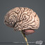 3d medically human brain model