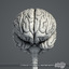 3d medically human brain model