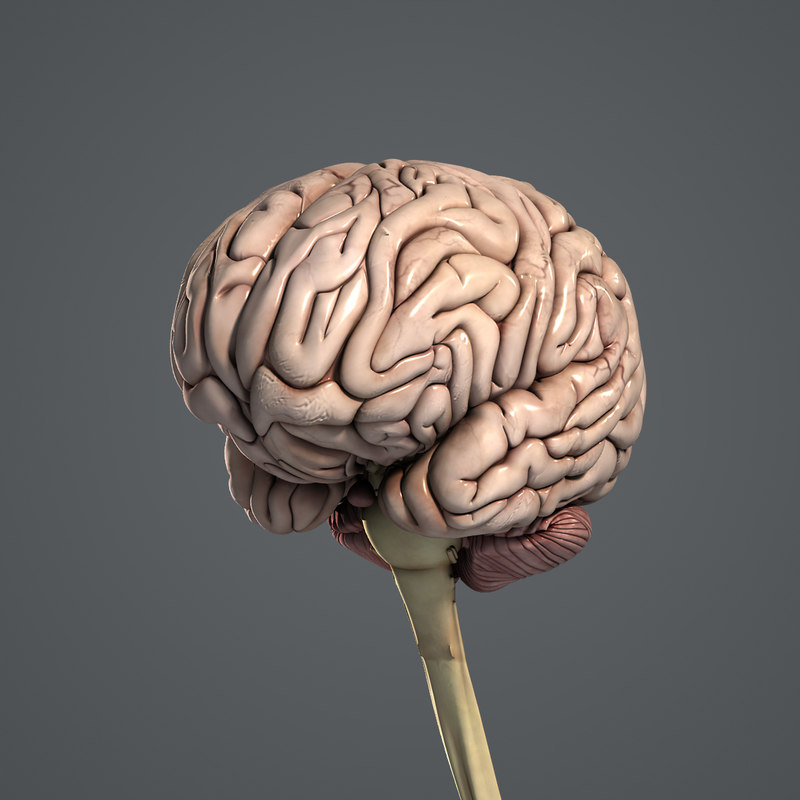3d-medically-human-brain-model