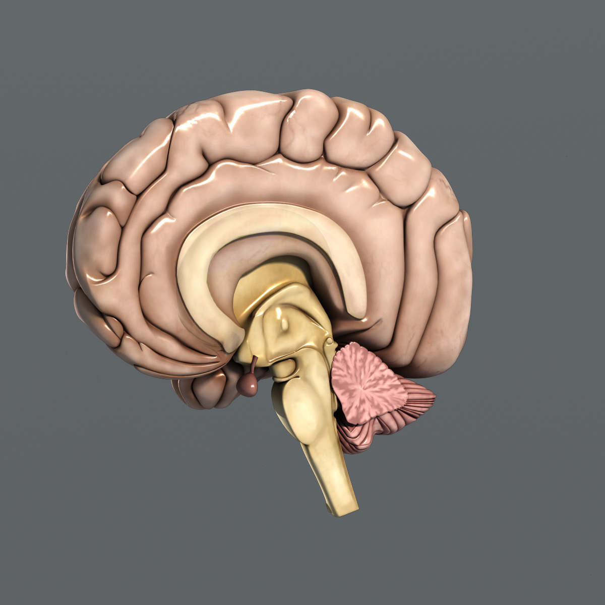 3d Medically Human Brain Model