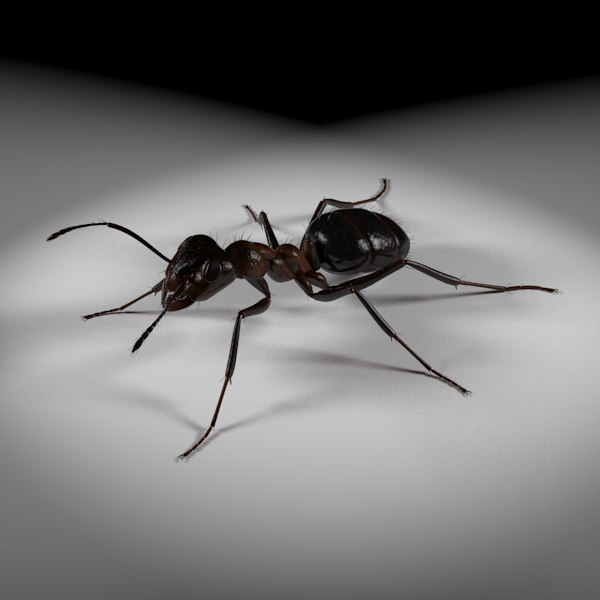 bullet ant rigged3d模型