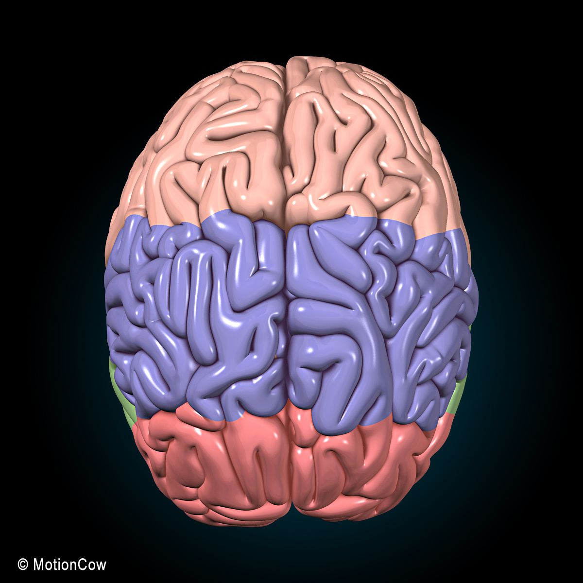 3D FBX human brain anatomy