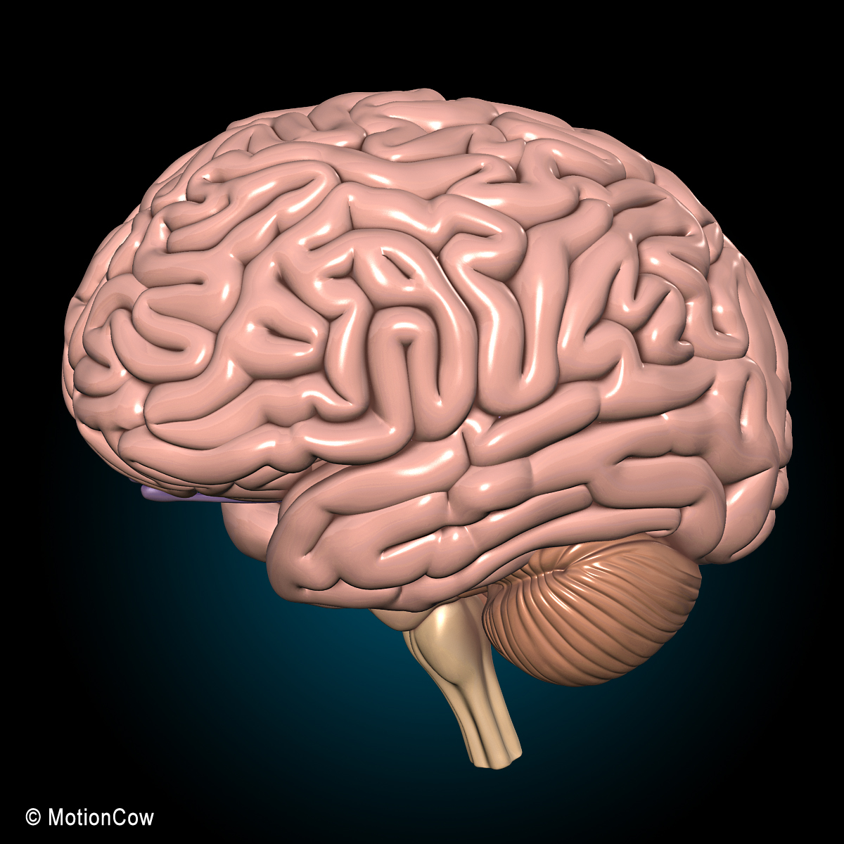 Самый быстрый мозг. Макет мозга. Макет мозга человека. Маркет человечиского мозго.