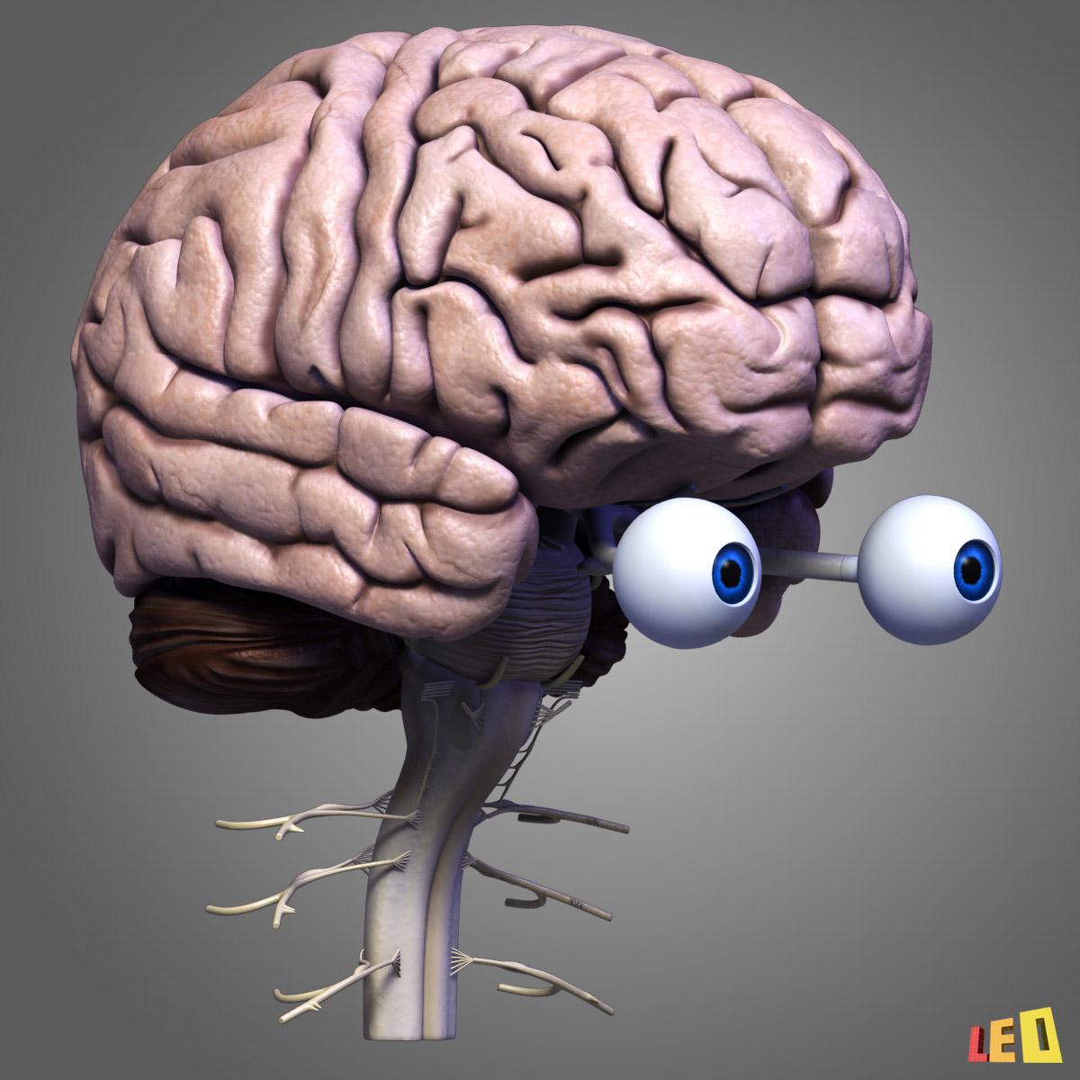 3d brain for pc