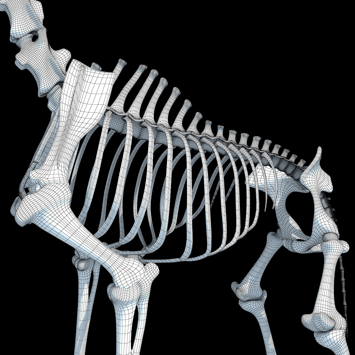 giraffe skeleton 3d model