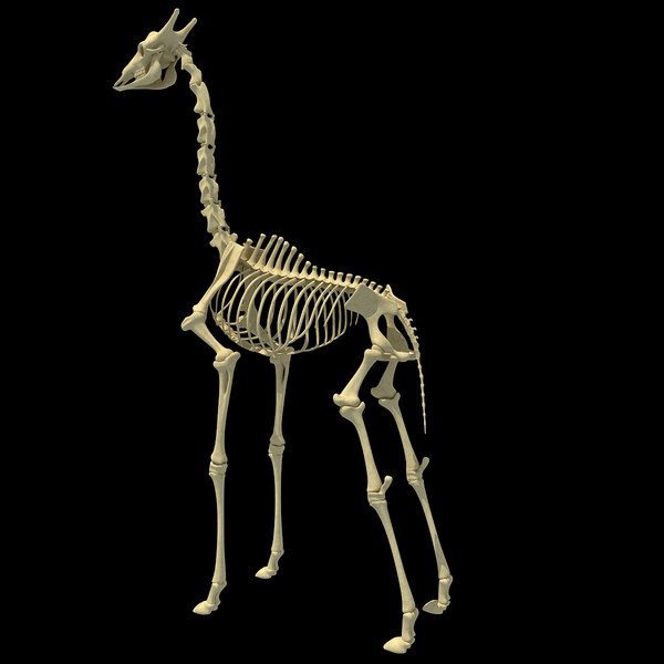 giraffe skeleton 3d model