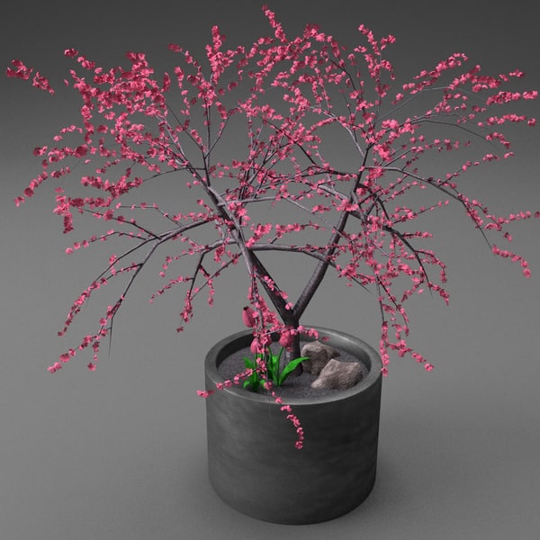若い鉢植えの桜の木3dモデル Turbosquid
