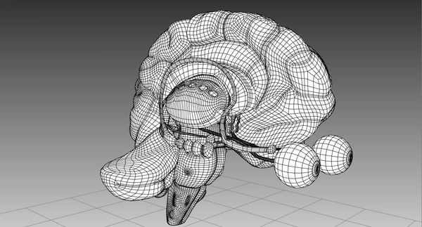 3D Rhino Brain Anatomy Human