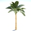 3D SketchUp Banana Tree Palm