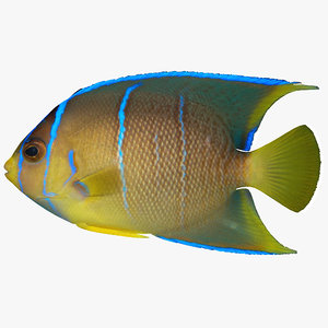 blue angelfish 3d model