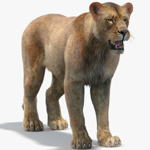 max lioness 2 fur lion
