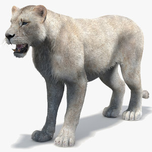 lioness 2 fur white max
