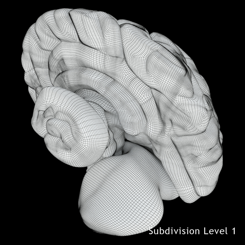 3D Other brain anatomy human