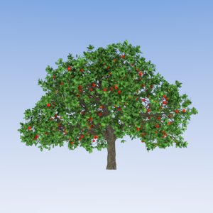Apple Tree (2)