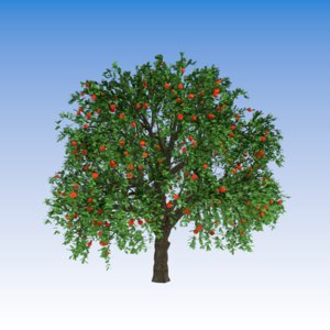 Apple Tree (3)