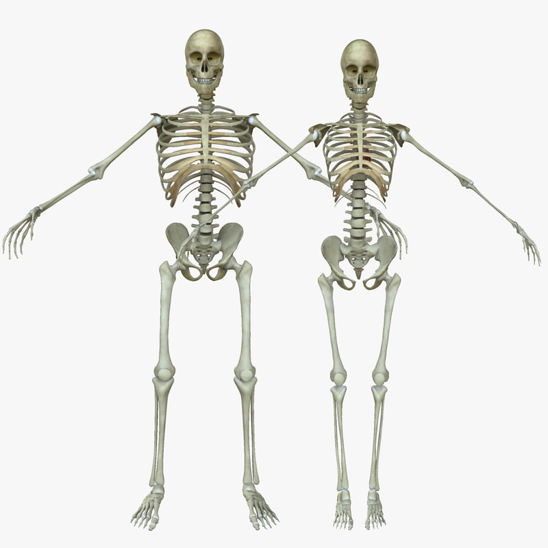 Male Anatomy Bones / 3B Male Pelvis - 7 Parts - Reproductive System